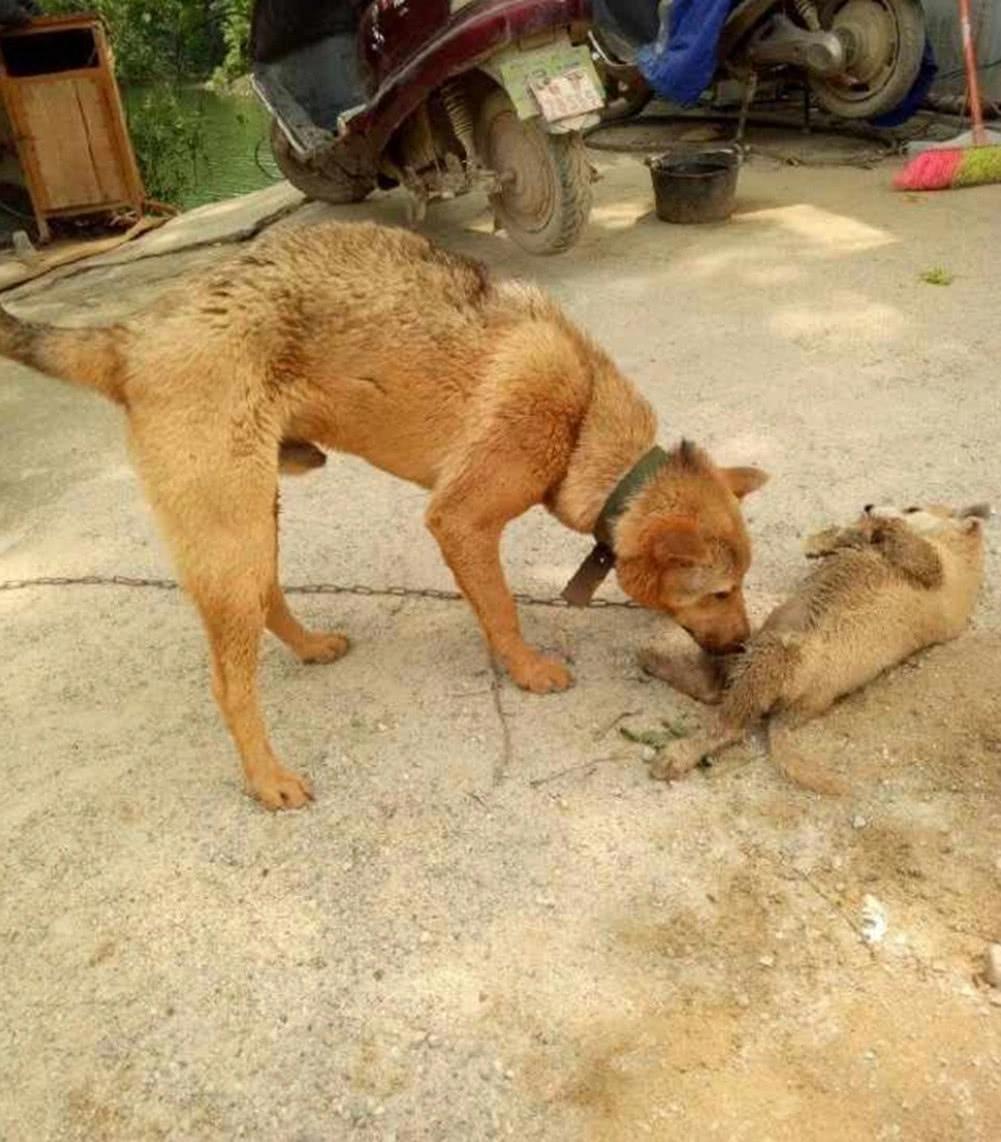 老狗揍不听话的小狗,小狗一通求饶不奏效,这暴脾气说来就来