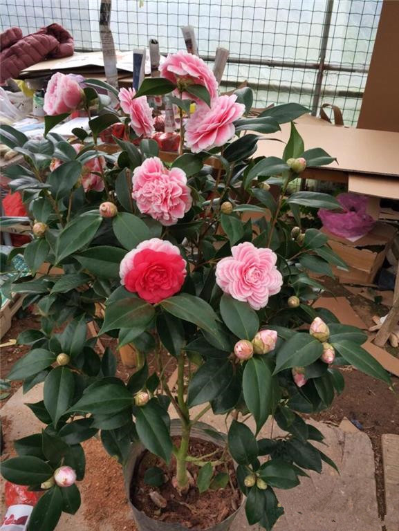 茶花|五色|极品_新浪新闻