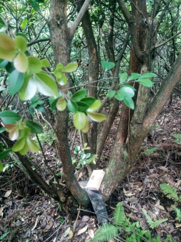 农村一种叫"乌饭树"的植物,叶子可蒸乌饭,做成盆景观赏价值高