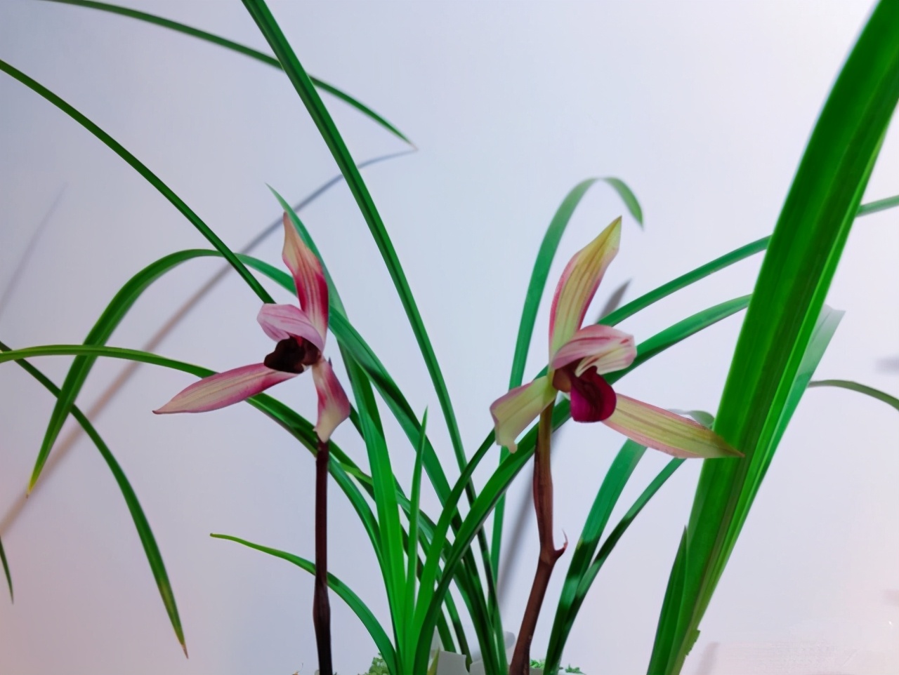 云南顶级红素,花色艳丽,兰香淡雅,现在很便宜!