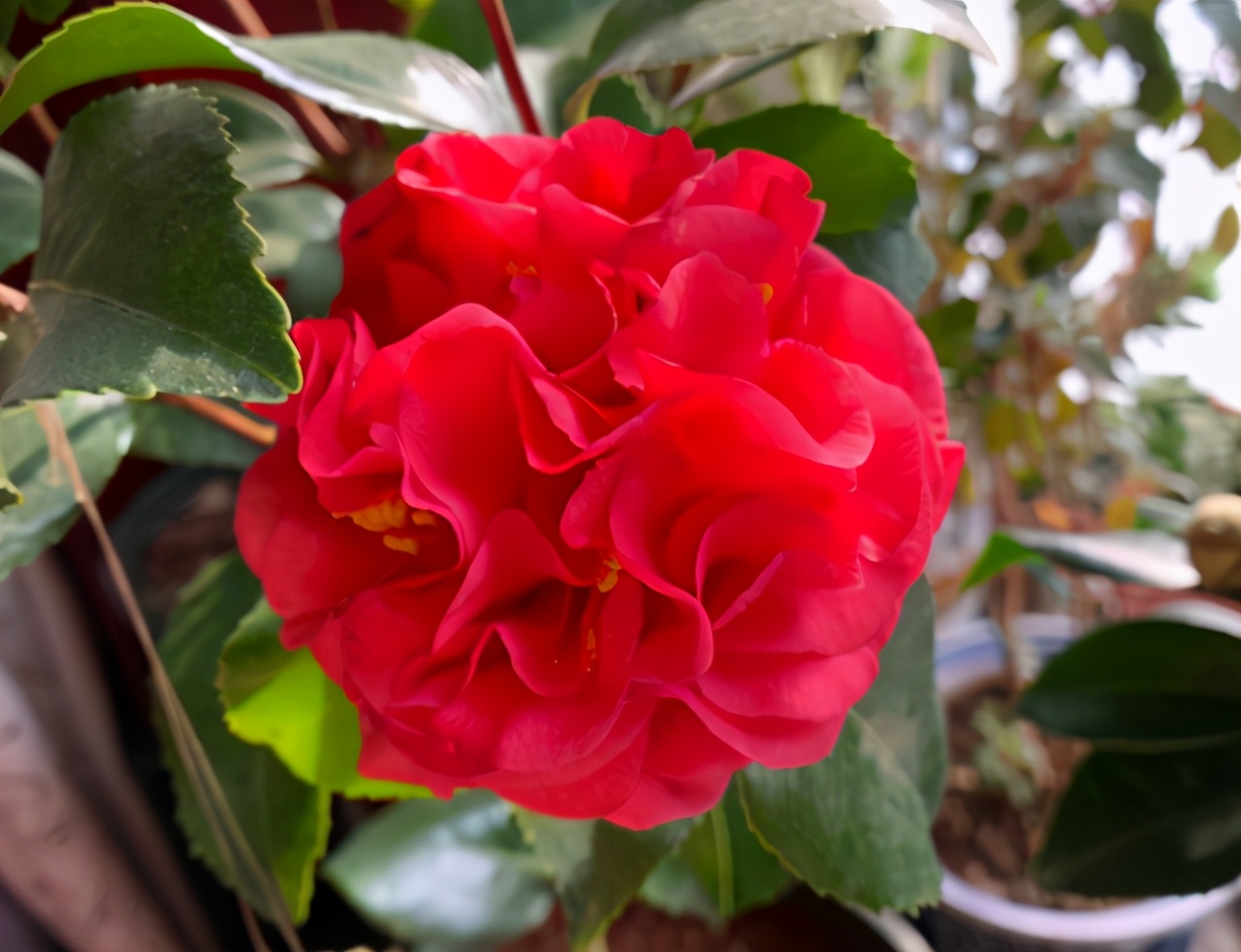 它被誉为"红茶花之王",比香水好闻,比牡丹还艳!