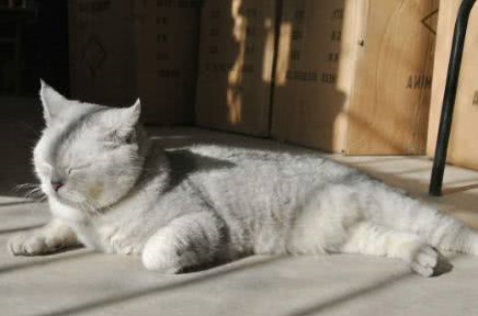 猫咪在小太阳前面睡着,主人老远闻到一股糊味,走近一看被逗笑了休闲区蓝鸢梦想 - Www.slyday.coM 猫咪在小太阳前面睡着,主人老远闻到一股糊味,走近一看被逗笑了休闲区蓝鸢梦想 - Www.slyday.coM