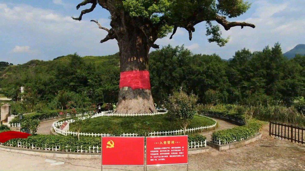 湖南为什么这样红 | 慈利这棵"红军树",是贺龙女儿的心心念念