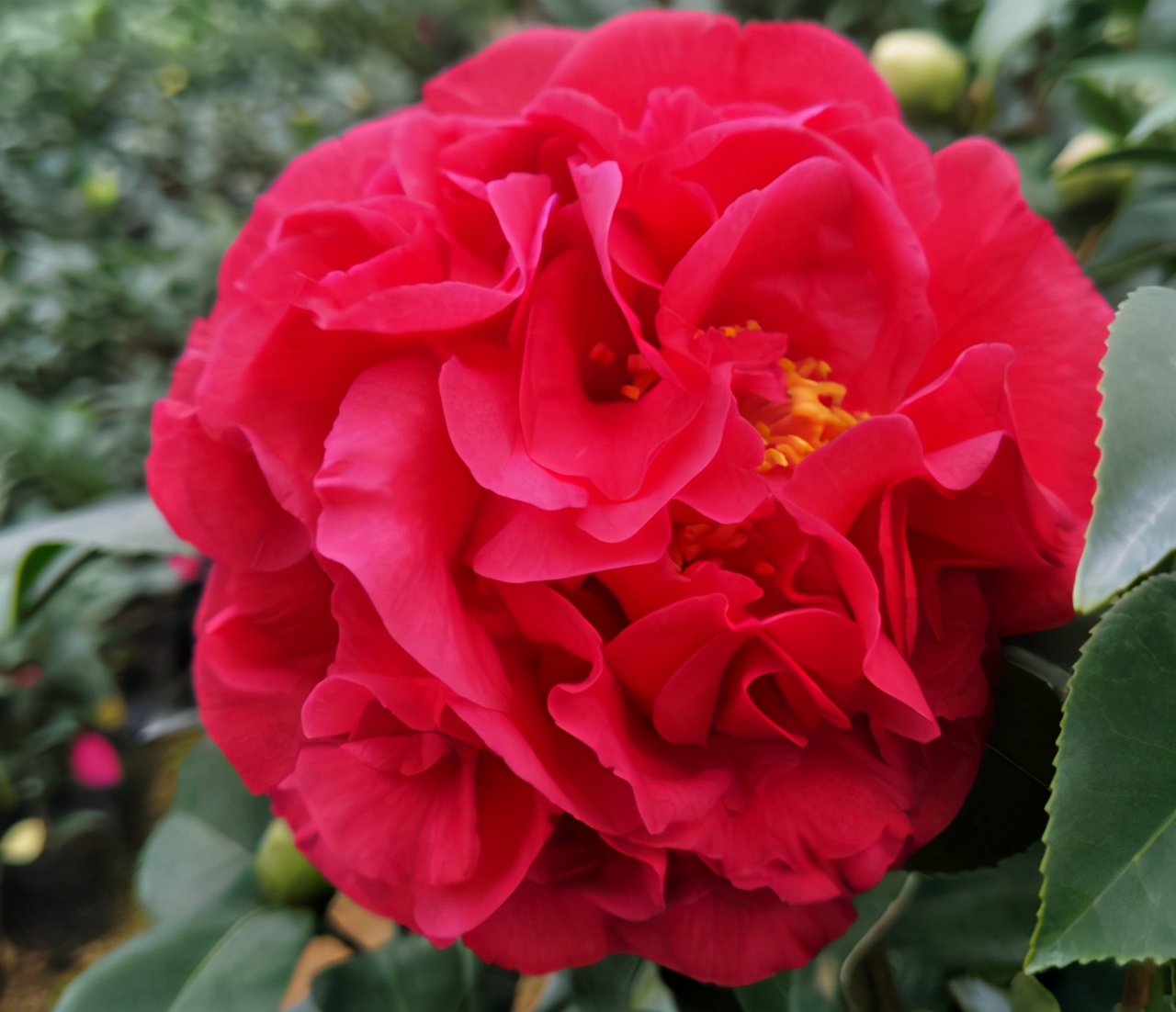 它被誉为"红茶花之王",比香水好闻,比牡丹还艳!