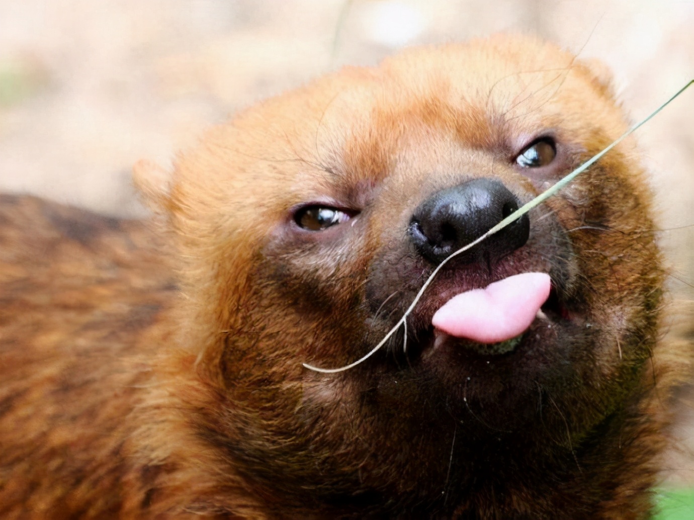 南美水狗,像长着蹼的平头哥,体型娇小,敢猎杀500斤