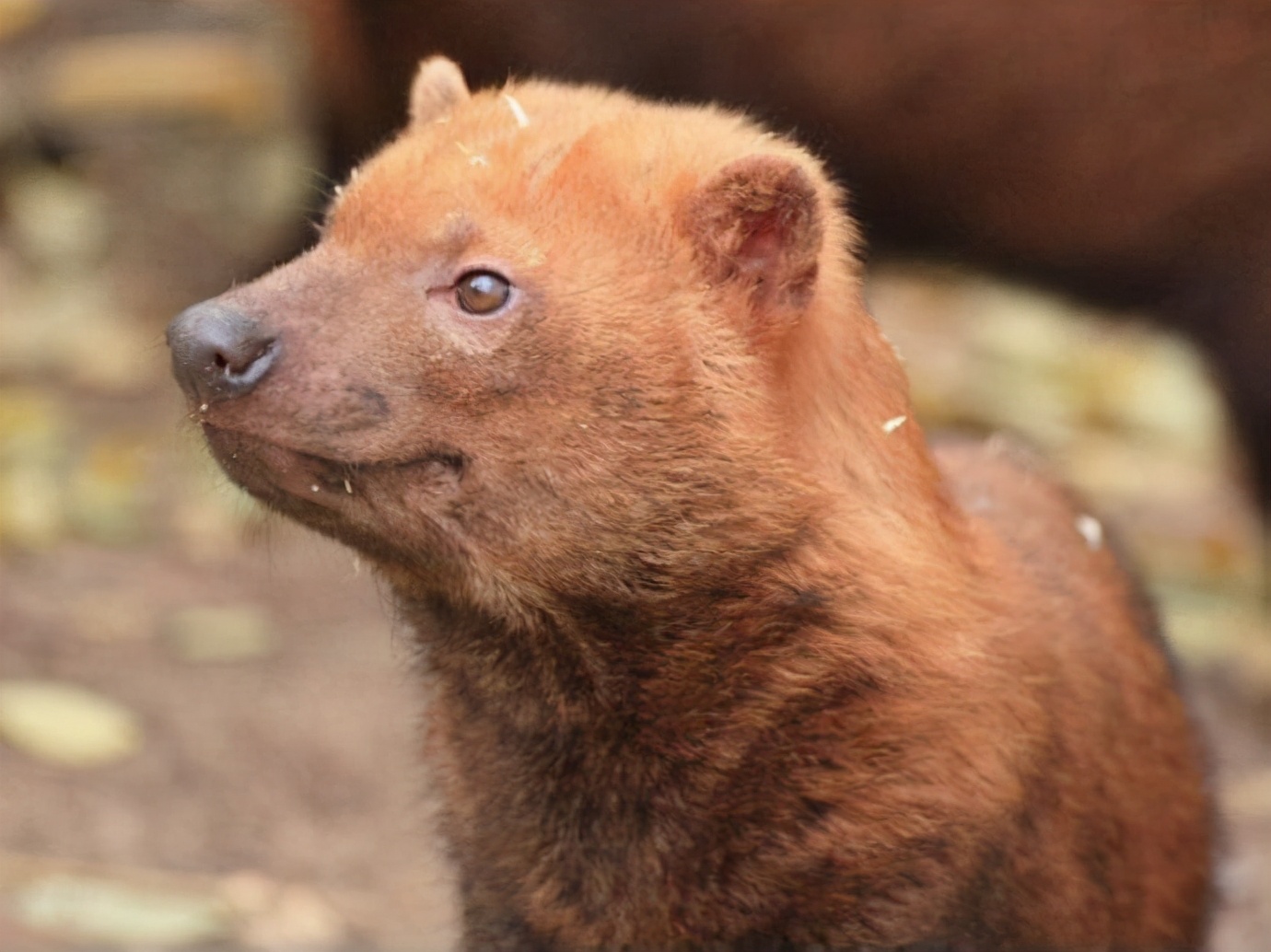 南美水狗,像长着蹼的平头哥,体型娇小,敢猎杀500斤
