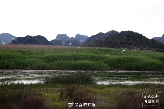 生机勃勃!云南沾益海峰湿地数百只白鹭嬉戏