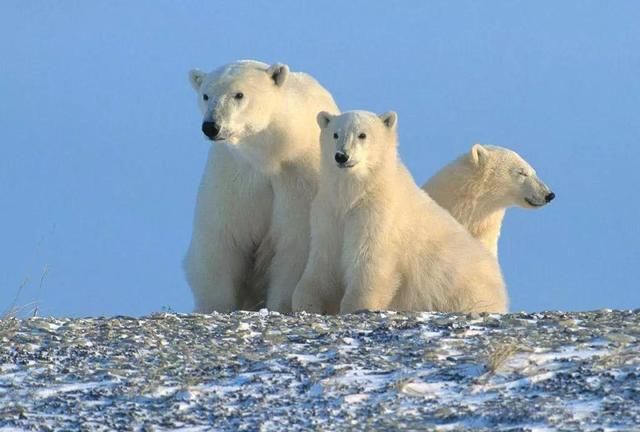 北极熊与棕熊之间哪一方能胜利