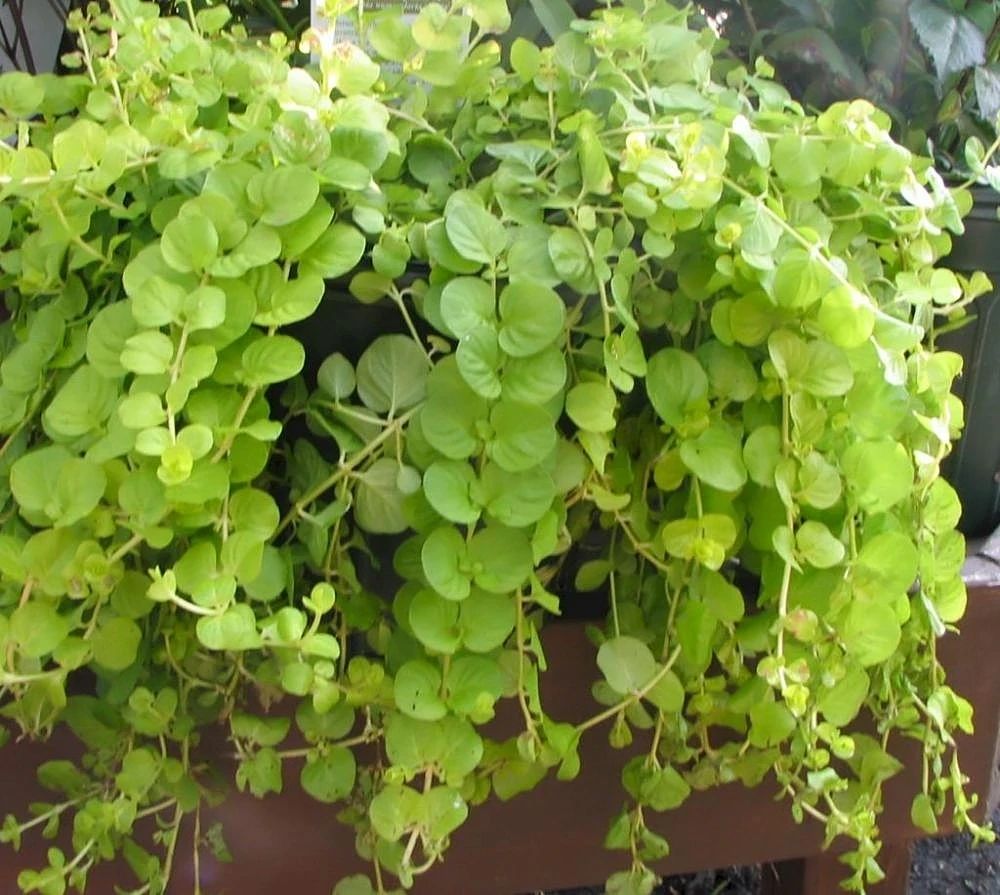 盆栽金叶过路黄快速养成计划,轻松繁殖,很容易养出成就感|过路黄|金叶