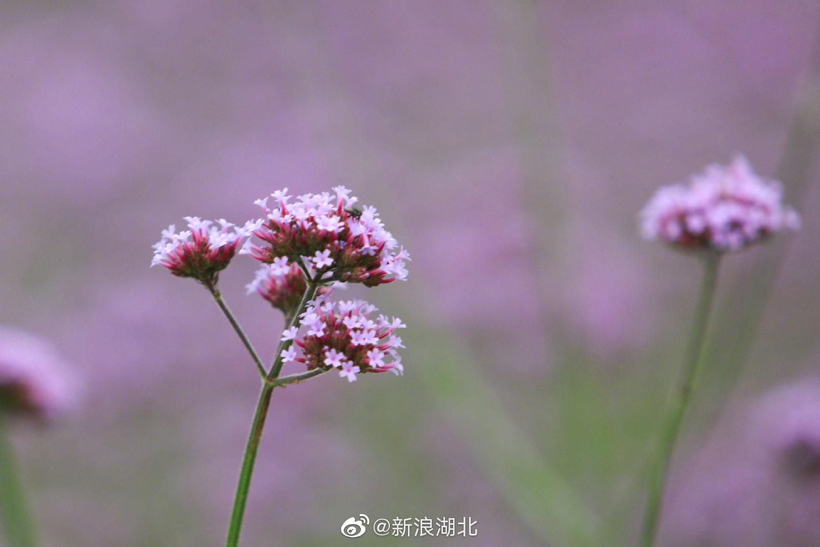 武汉现马鞭草紫色花海