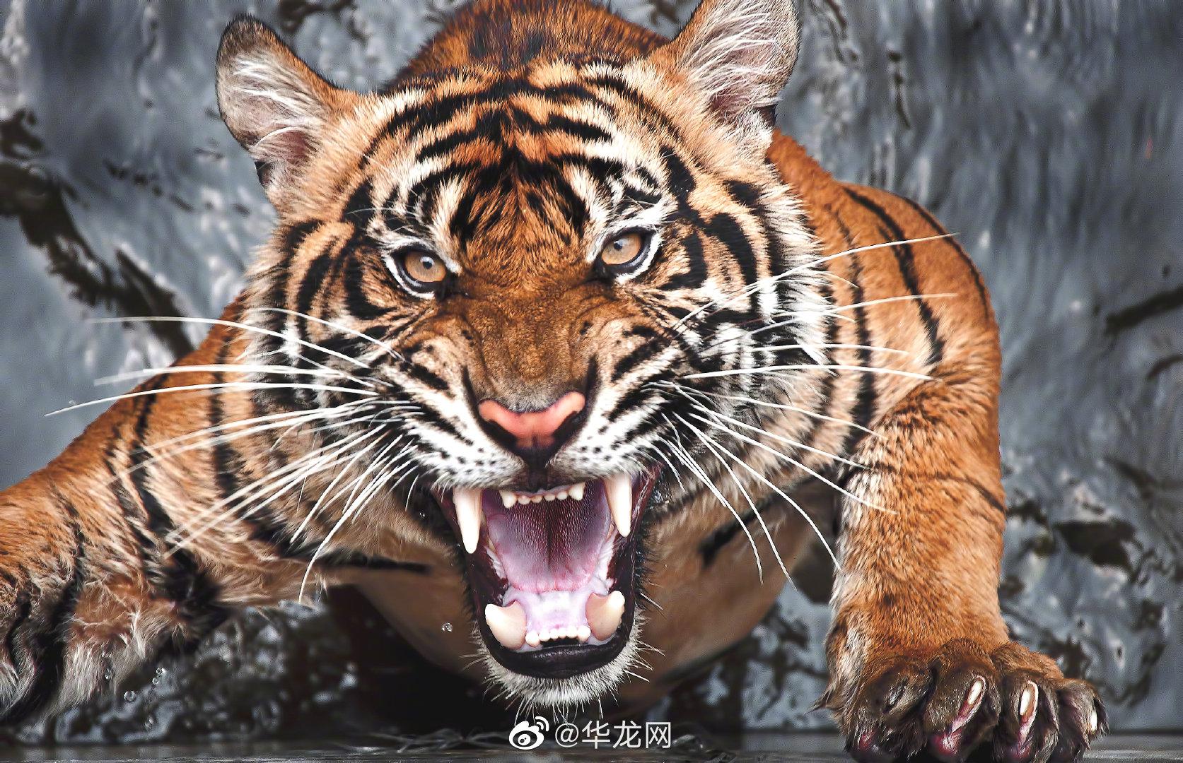 官方回应击毙外逃老虎原因，老虎外逃涉事园区停业整顿休闲区蓝鸢梦想 - Www.slyday.coM