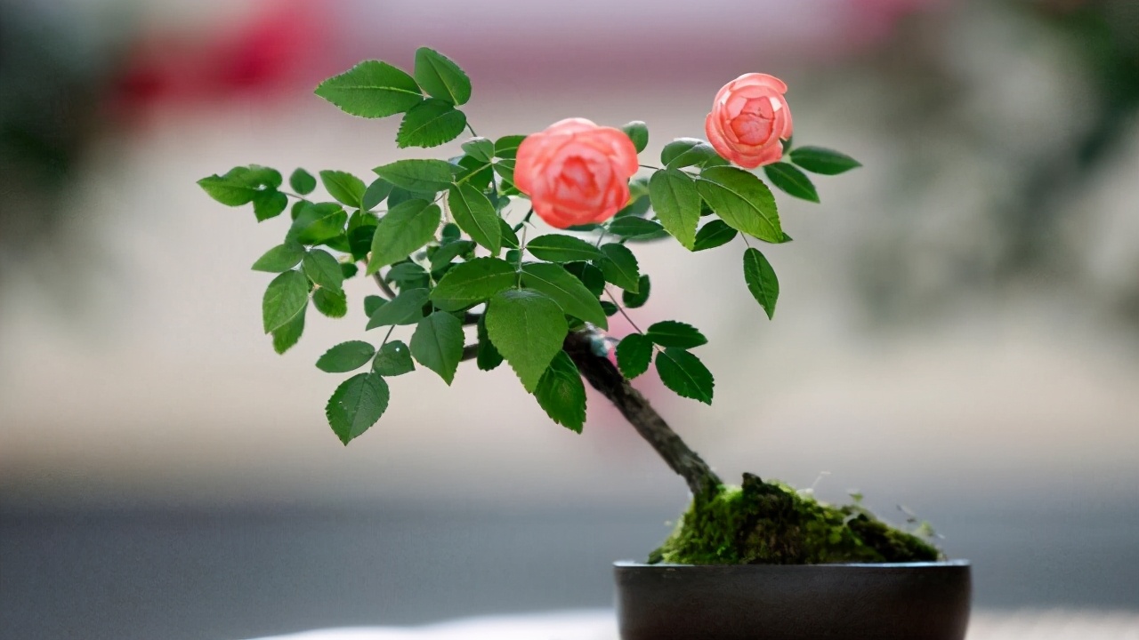 一步步教你制作月季盆景造型美花枝多赏玩价值成倍提升