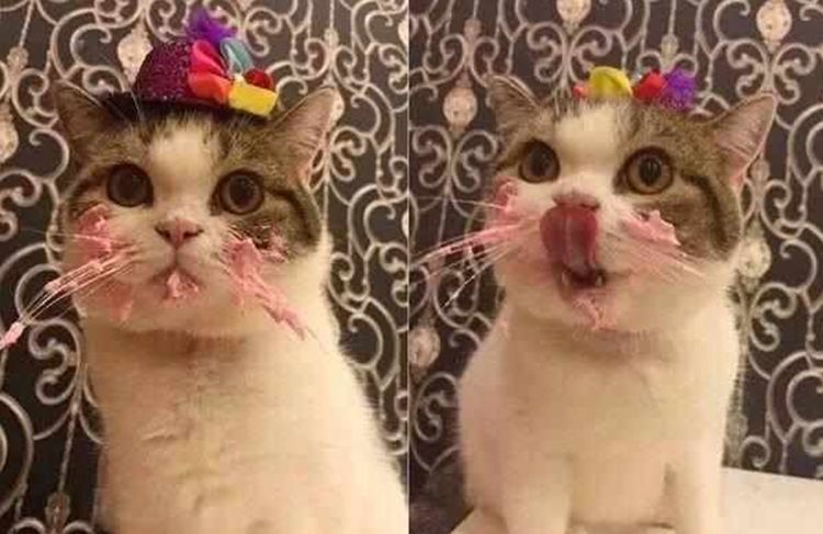 猫咪第一次吃蛋糕吃得满嘴都是奶油主人看了心都融化了