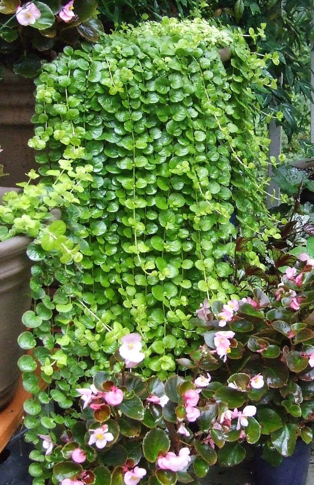 盆栽金叶过路黄快速养成计划轻松繁殖很容易养出成就感