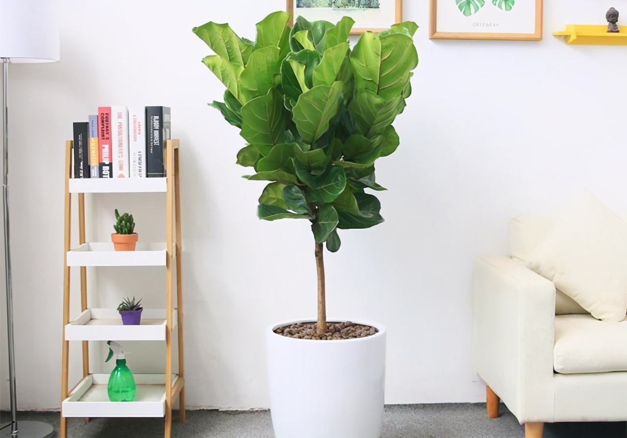 被称为空盆制造者的琴叶榕难养在哪里要从细节处找原因