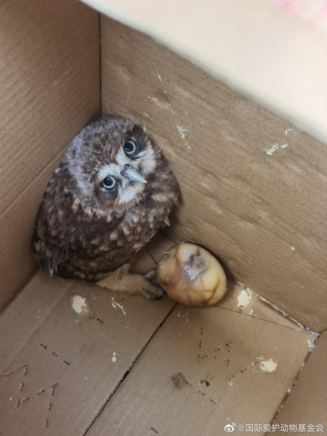 今年第一只纵纹腹小鸮幼鸟,它之后还有一个落巢小鸮就比较倒霉