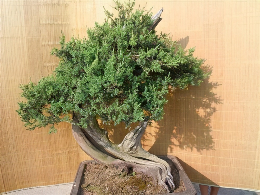 迷人的刺柏盆景养护管理很轻松前提是做好3方面的基础工作