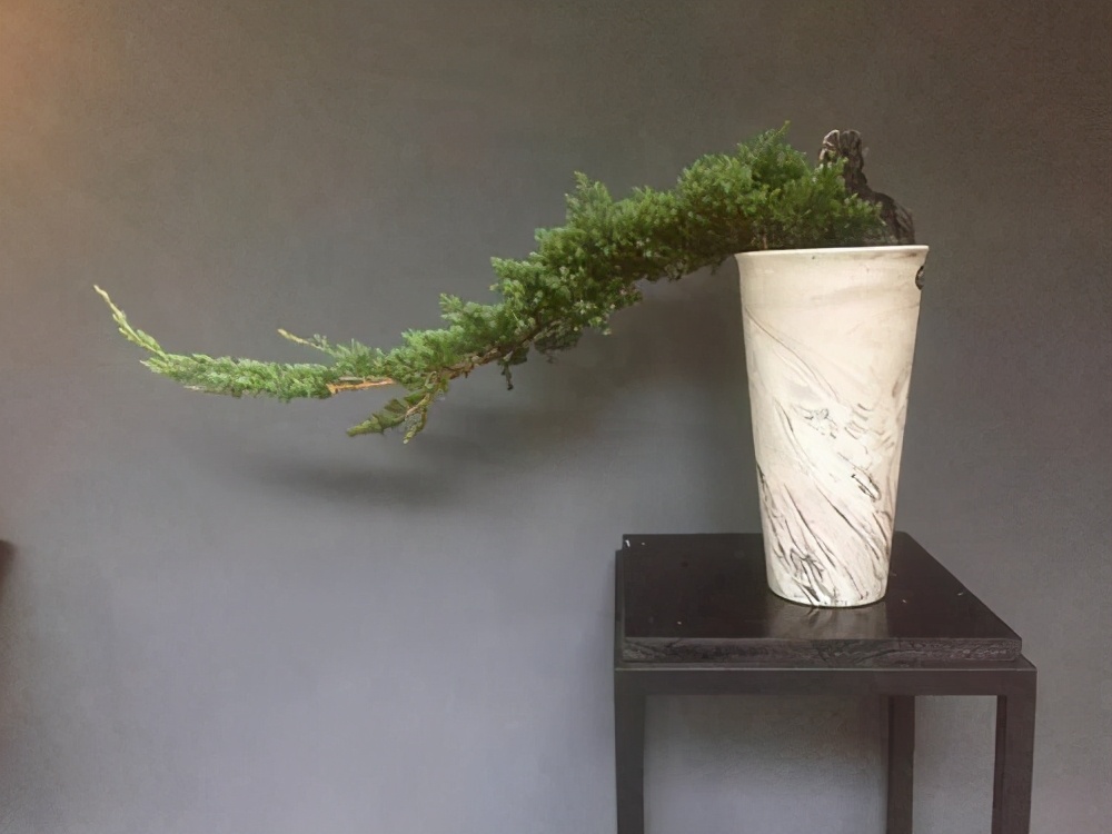 迷人的刺柏盆景养护管理很轻松前提是做好3方面的基础工作