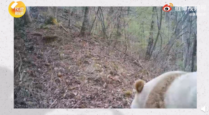秦岭第10次发现野生棕色大熊猫，长这样！网友：第一次见休闲区蓝鸢梦想 - Www.slyday.coM