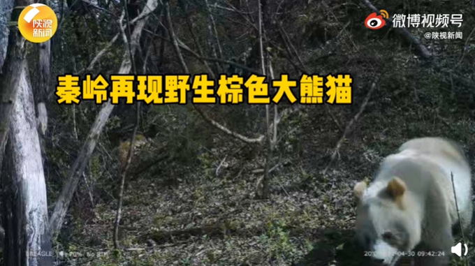 秦岭第10次发现野生棕色大熊猫，长这样！网友：第一次见休闲区蓝鸢梦想 - Www.slyday.coM