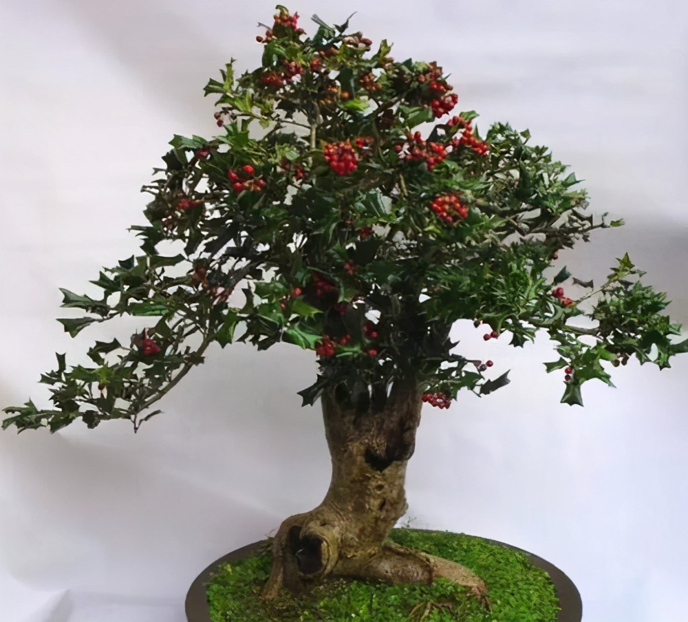 枸骨是制作盆景的好素材,集观形,观叶,观果于一身,还很好养活|枸骨