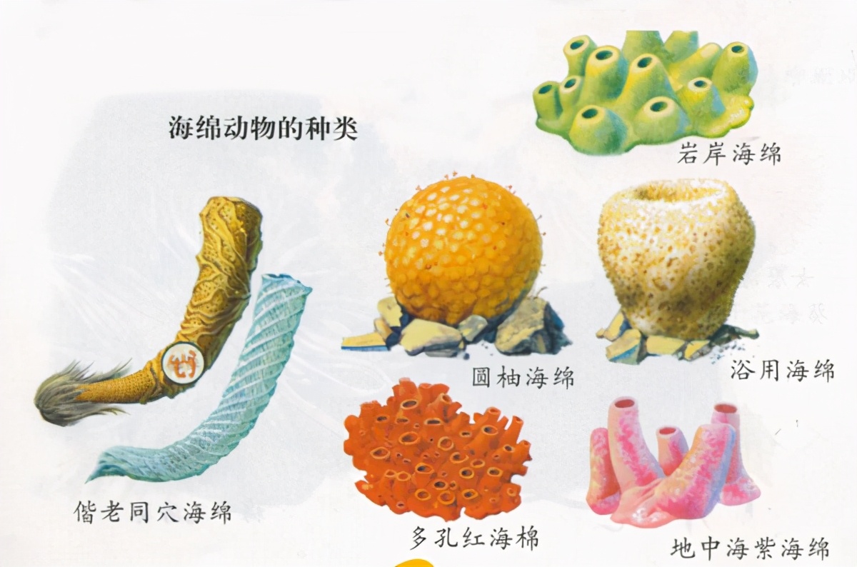 海底的海绵无法自己行走?科学家:错了,通过自残海绵可以移动