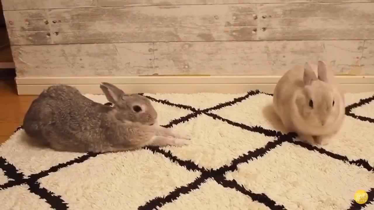 哈哈哈兔兔伸懒腰的样子好可爱啊!