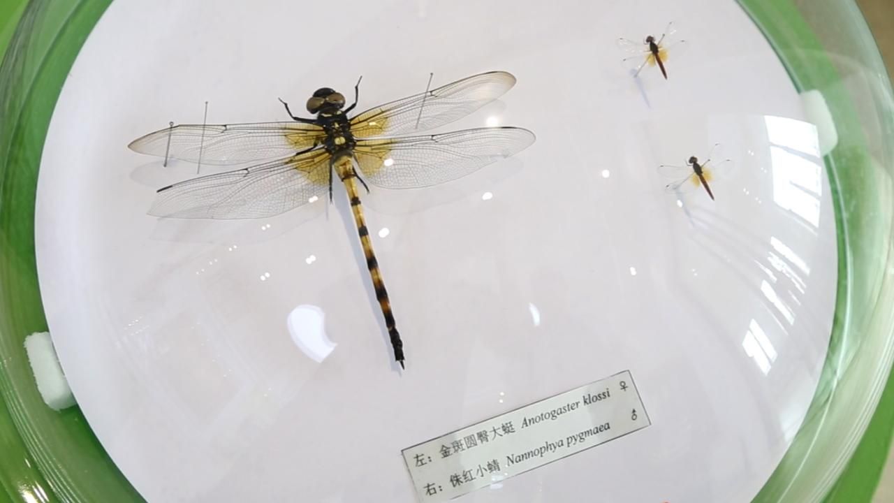 蜻蜓标本高清图片