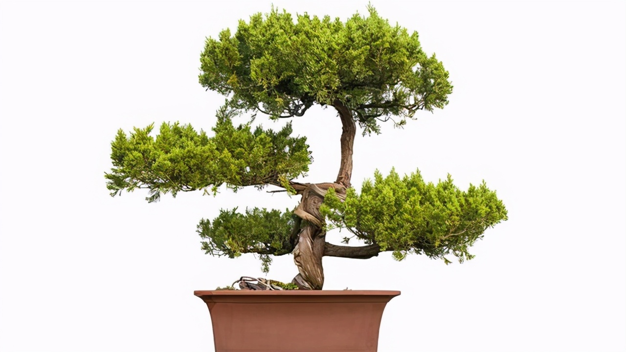 松柏类盆景的修剪要靠摘心切芽疏芽摘叶才能做好