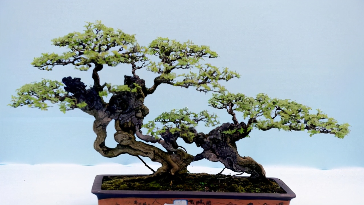 自己动手制作出成功的盆景作品,美极了|盆景|造型|树桩_新浪新闻