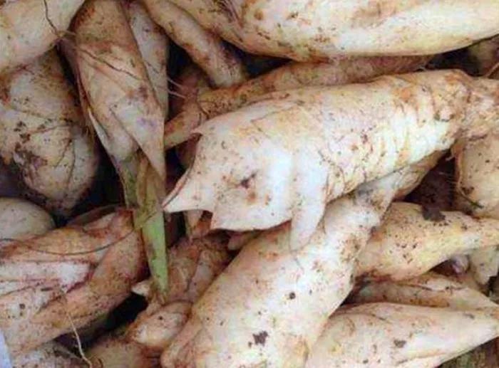 农村一种叫竹芋的植物长得像美人蕉块根的营养价值非常高