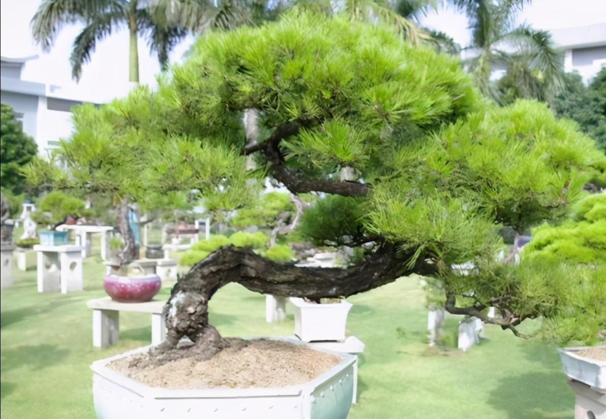 马尾松进行逼芽时掌握好逼芽的技巧不伤树势为造型做好准备