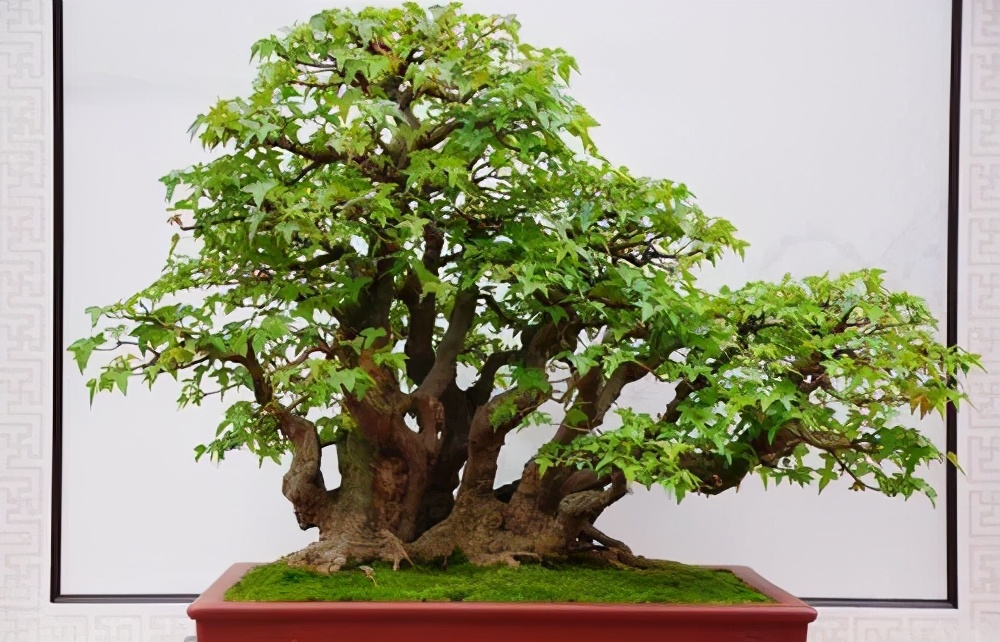 制作容易养护简单的三角枫盆景让人喜欢上无法抗拒的枫叶诱惑