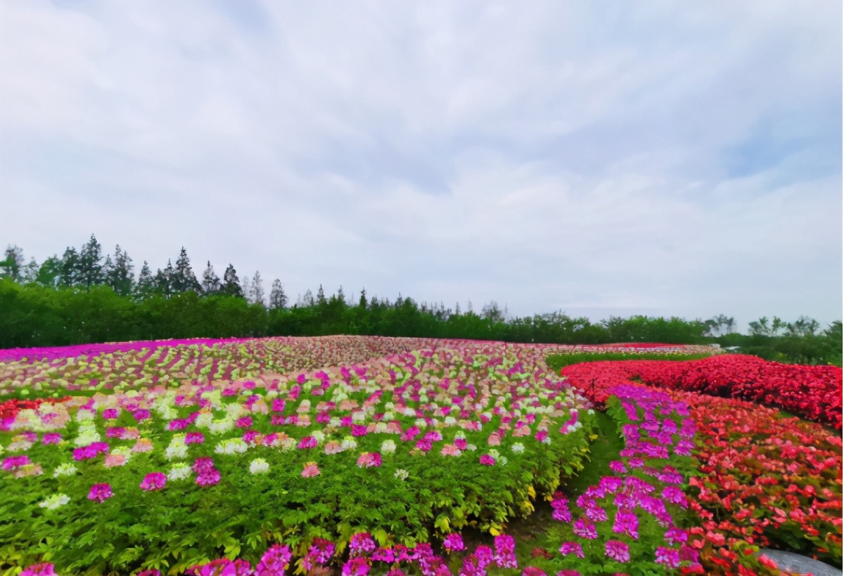 第十届中国花卉博览会江苏园茉莉花开中国梦
