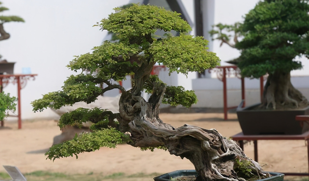 盆景是活着的艺术栽培中树势变化在所难免如何让树势平衡