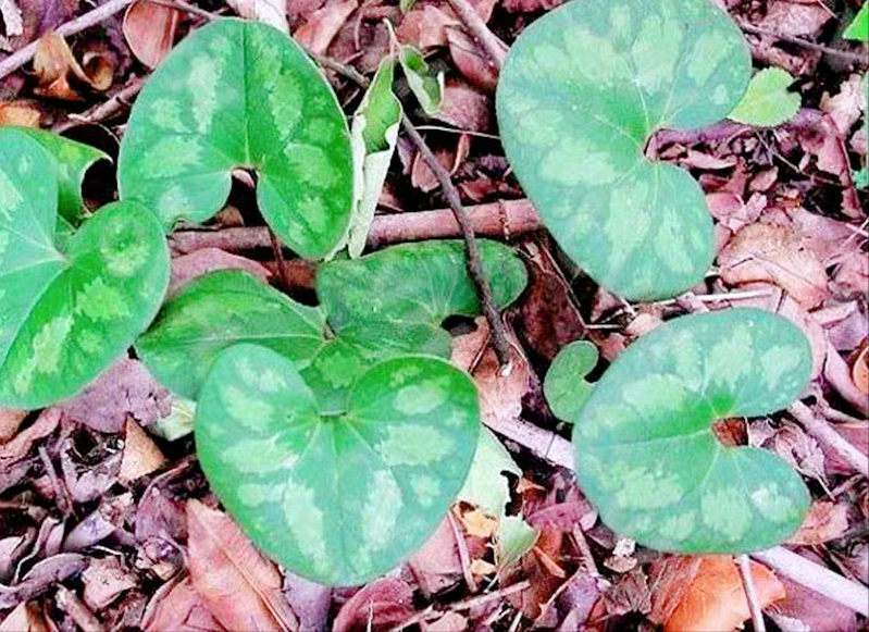 农村野外常见的一种野草,不开花但香气扑鼻,价值珍贵|杜蘅|杜衡|农村_新浪新闻