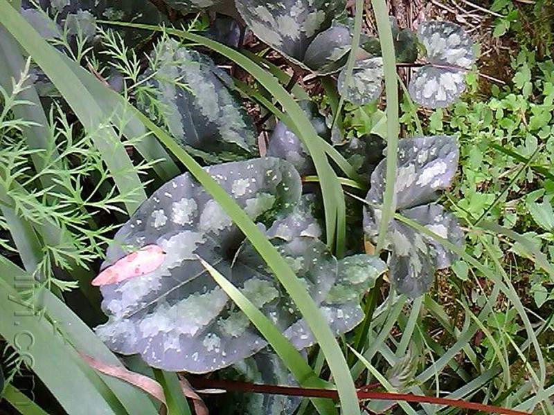 农村野外常见的一种野草,不开花但香气扑鼻,价值珍贵|杂草|腐殖质|杜蘅|山地|同名_新浪新闻