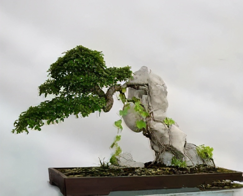 附石盆景,展现的是树与石的依附之美,简单的4步,就能拥有!