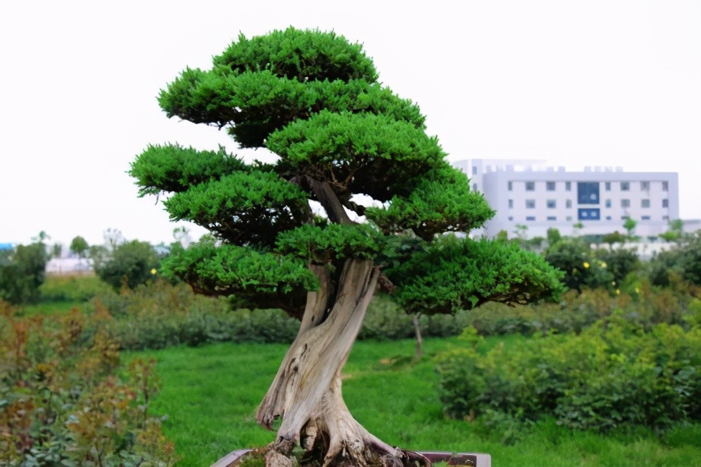 迷人的刺柏盆景养护管理很轻松前提是做好3方面的基础工作