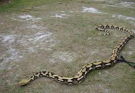 泰国一工厂捉到一条6米长大蟒蛇蛇肚膨胀得很大疑吞食了只狗