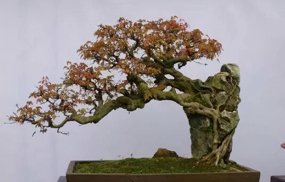 制作容易养护简单的三角枫盆景让人喜欢上无法抗拒的枫叶诱惑