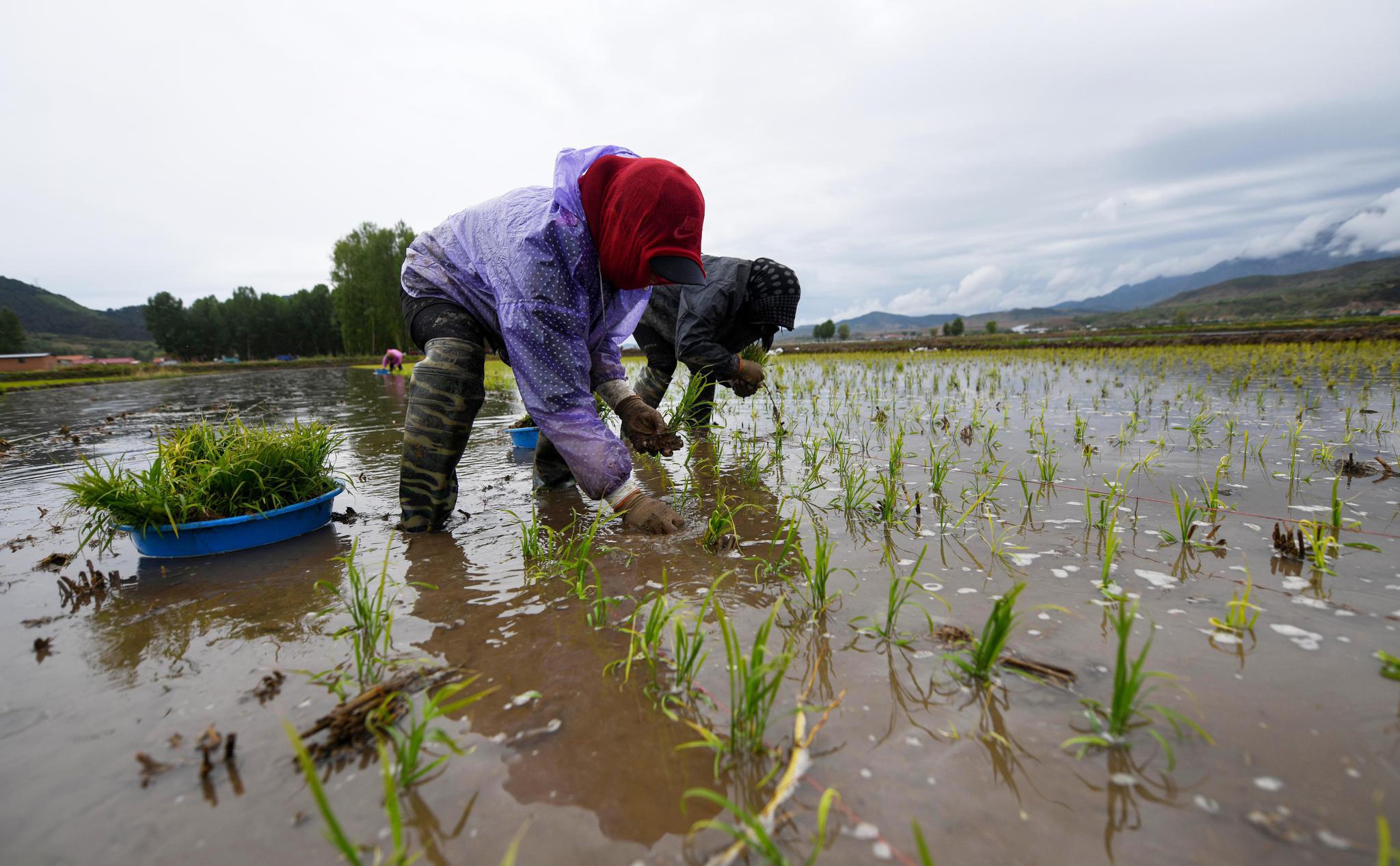 河北隆化:水稻插秧忙