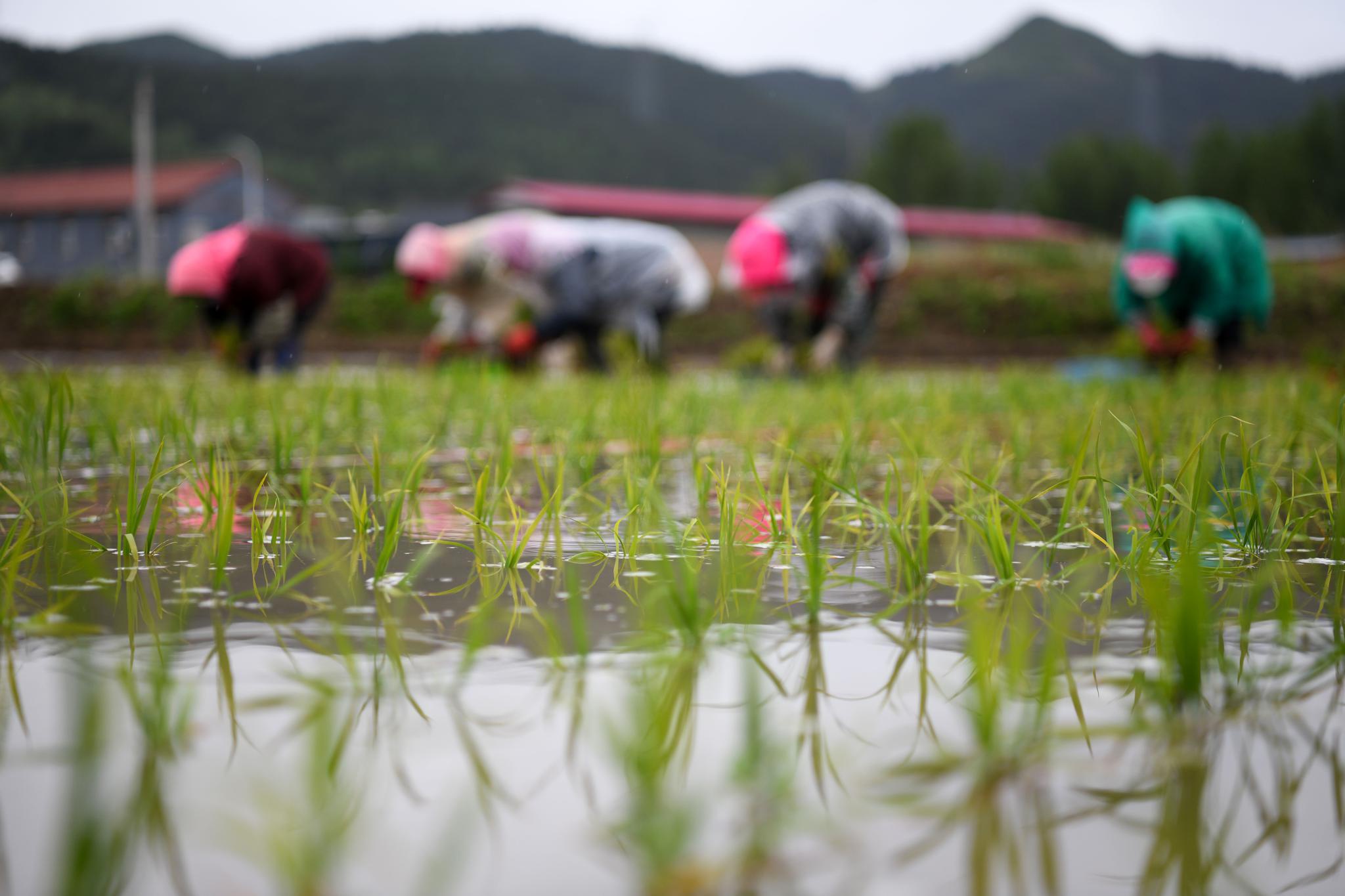 河北隆化:水稻插秧忙
