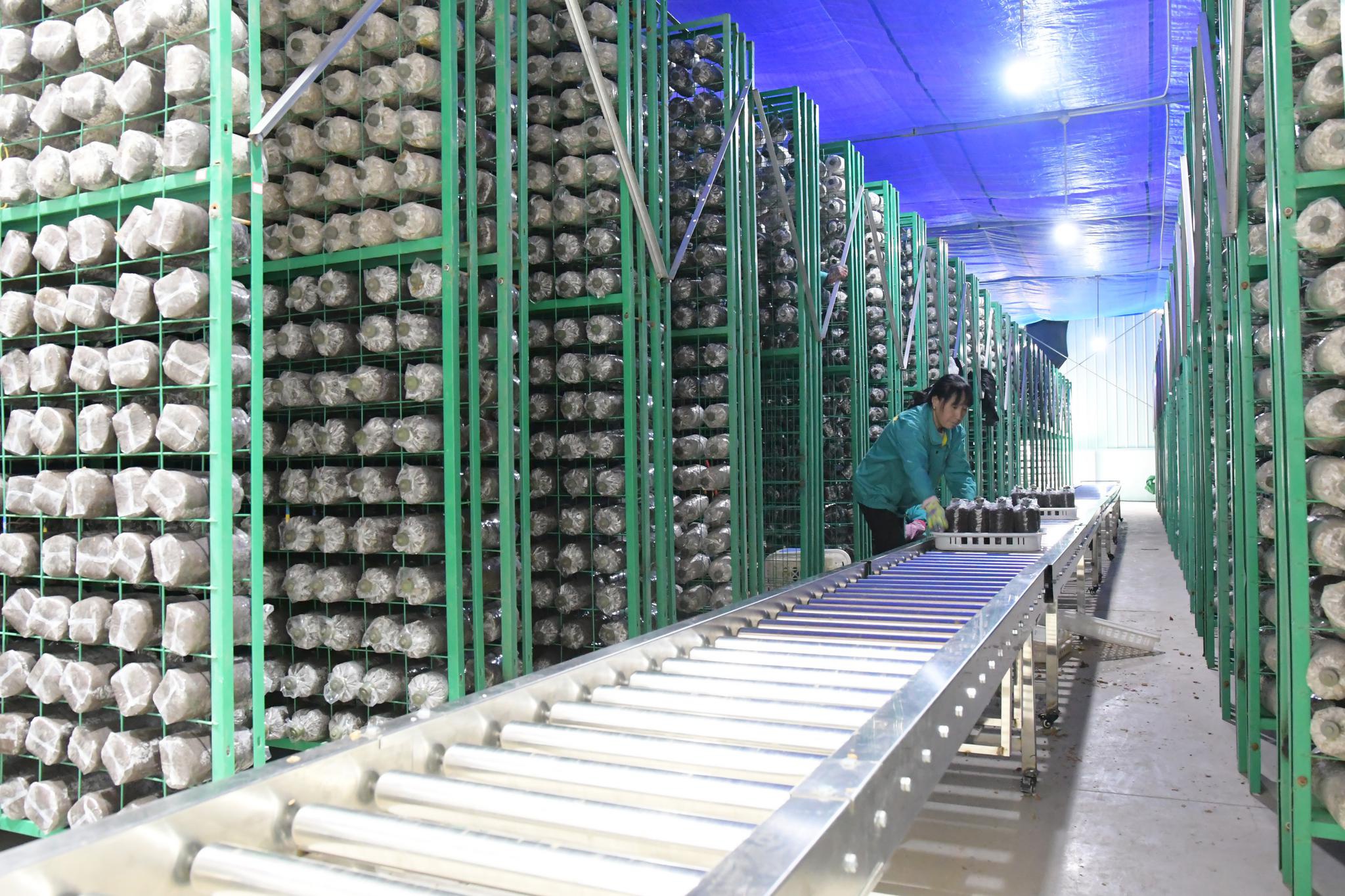 甘肃和政赤松茸大田种植促增收