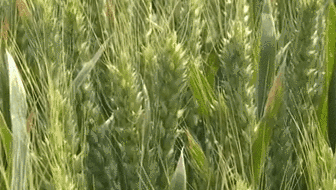 美国：加州圣何塞发生枪击事件 八人遇害——美国今年以来已发生232起大规模枪击休闲区蓝鸢梦想 - Www.slyday.coM