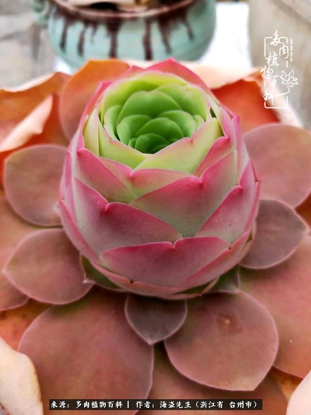 "金爸爸"又来看"金帕帕"了