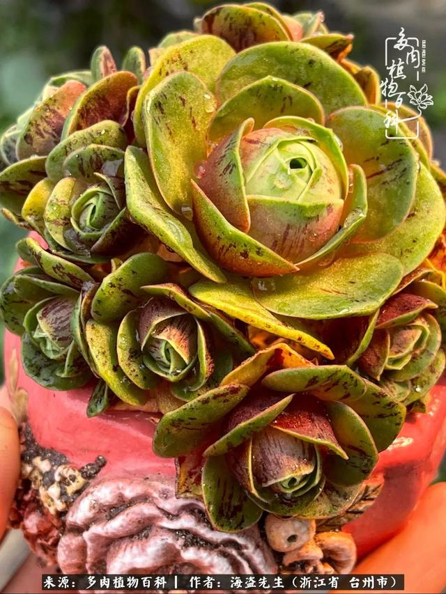 "金爸爸"又来看"金帕帕"了