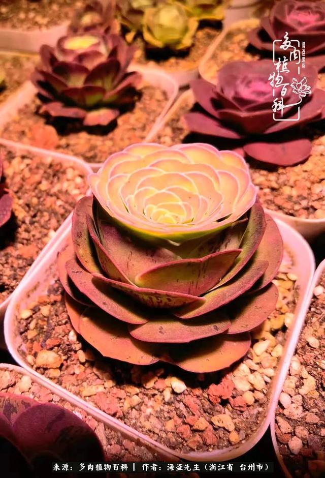 "金爸爸"又来看"金帕帕"了