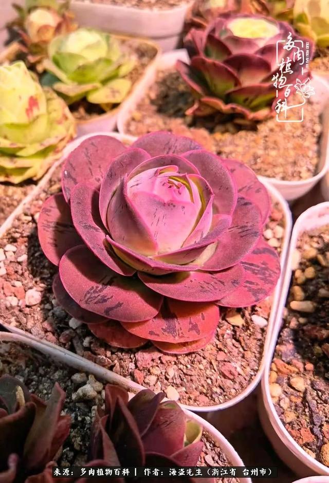 "金爸爸"又来看"金帕帕"了