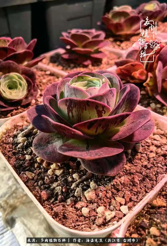 "金爸爸"又来看"金帕帕"了